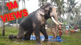 Royal Bath Of Asias Largest Elephant  Full Video [upl. by Shel601]