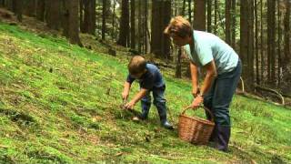 Pilze sammeln im HerbstSpessart [upl. by Ikciv]