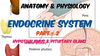 Endocrine system  Anatomy amp Physiology  Part  2  in Hindi [upl. by Salahi984]