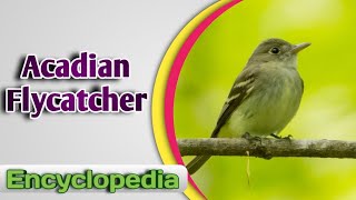 Acadian Flycatcher  Encyclopedia [upl. by Erline727]