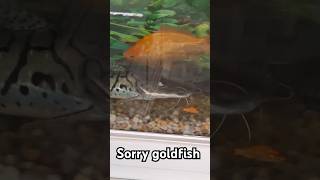 catfish eating goldfish shortvideos [upl. by Haidej]