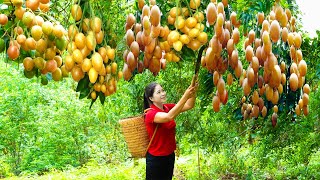 How To Harvest Wampee amp Goes To Market Sell  Harvesting And Cooking  Lý Song Ca [upl. by Masha]