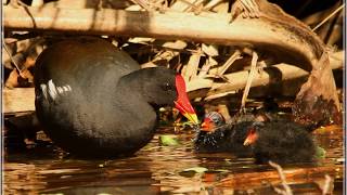 Common Moorhen call [upl. by Saidnac]