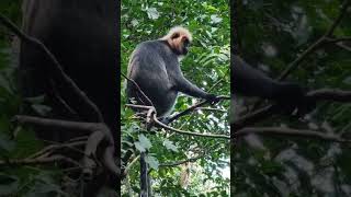 Tiger monkey spotted on sabarimala forest [upl. by Elyl703]