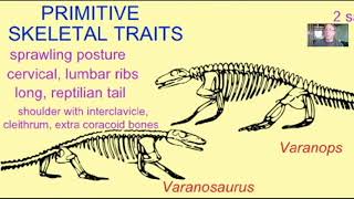 the evolution of mammals from synapsid reptiles [upl. by Berey]