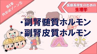 生理学 内分泌ゾーン⑤ 「副腎髄質のホルモン」「カテコールアミン」「副腎皮質のホルモン」「糖質コルチコイド」「電解質コルチコイド」 [upl. by Basso924]