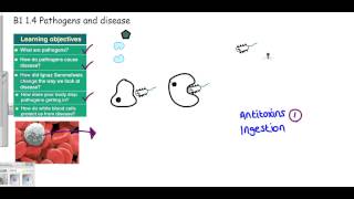 GCSE why is this blood cell white [upl. by Eiramlatsyrc]