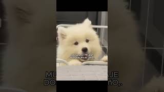 5 Curiosidades sobre los Samoyedo dog [upl. by Aloek]