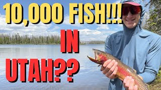 10000 FISH IN UTAH 🐟🐟🐟 Fishing in High Uintas during Trout Spawn Best water in UTAH Ep 1 [upl. by Tessie643]