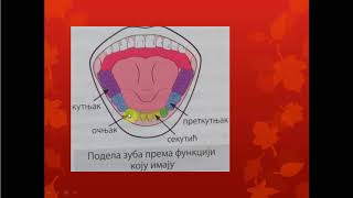 sistem organa za varenje [upl. by Adyol]