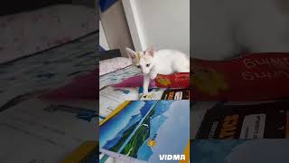 Shimba shimba play cuteanimal shimba cat [upl. by Orel]