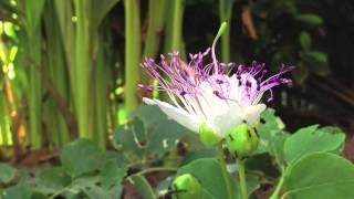 Time lapse of the opening of a Caper Flower  Capparis spinosa [upl. by Nodrog702]