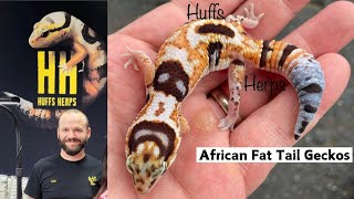 African Fat Tail Gecko Tips  with Expert Seth Hoffpauir 🦎 🦎 [upl. by Einej]