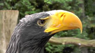 Closeup Riesenseeadler [upl. by Grayson470]