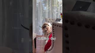 Smiling dog meme funnydogvideos cutedog smilingdog smilinggirl morkie [upl. by Charissa]