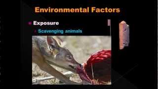 Estimating Post Mortem Interval part 6  Environmental Factors [upl. by Abdu]