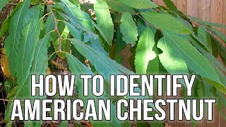 HOW TO IDENTIFY AMERICAN CHESTNUT  Castanea dentata [upl. by Neumeyer]