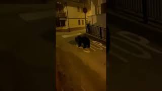 Orso a spasso per le vie di Roccaraso [upl. by Perseus]