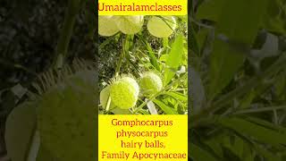 Gomphocarpus physocarpus hairy balls botany botanylifescience trending gardening [upl. by Nala]