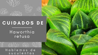 Cuidados de Haworthia retusa  Hablemos de suculentas [upl. by Aserehtairam]