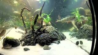 Aquascaping im Kaltwasseraquarium mit Flussbarschen  Anleitung [upl. by Asoral747]