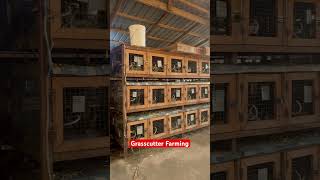 Best cages for Grasscutter Farming in Ghana grasscutter farming foryou fyp shortsfeed shorts [upl. by Yderf429]