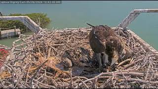 2024 05 26 Captiva Osprey Cam [upl. by Kylah]