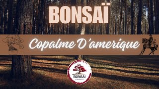 BONSAÏ 🌳 LE COPALME D’AMÉRIQUE [upl. by Staffan]