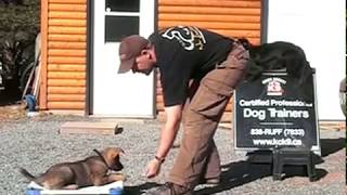 AMAZING PUPPY TRAINING German Shepherd quotCitoquot 8 Weeks Old [upl. by Adnaral]