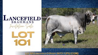 Lot 101 Lancefield S Derby 6673 1 PS COM [upl. by Eissej260]