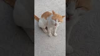 🔊 😺 Gatos MAULLANDO Fuerte short 📢▶ 2023 【Debes De Mirarlo】 [upl. by Minabe]