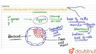 Mention the function of trophoblast in human embryo [upl. by Rehpotirhc]