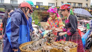 Harvesting amp Find Frog Goes to market sell  Cooking  Live with nature  Bếp Trên Bản [upl. by Silyhp]