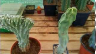 CACTUS COLUMNARES MONSTRUOSOS [upl. by Darra]