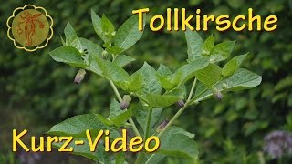 Heilpflanze Tollkirsche  KurzVideo [upl. by Alessig]