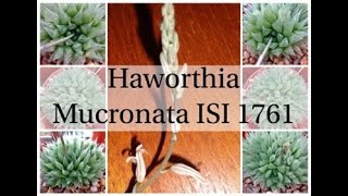 Haworthia Mucronata ISI 1761 [upl. by Perkoff]