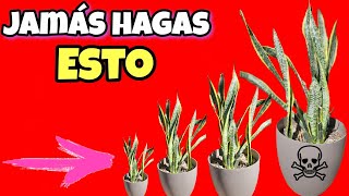 NUNCA MÁS le HAGAS esto A tu SANSEVIERIA Cuidados de la Lengua de suegra Espada de san Jorge [upl. by Arrac]