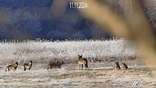 Część druga świątecznego spotkania z wilkami i znajdka fajna ba koniec dnia [upl. by Aleksandr]