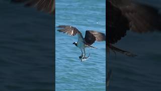 Eagle fish catching 🐟youtubeshorts shorts fishing fish eagles Villagelife786u3g [upl. by Ruscio]