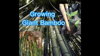 Growing giant bamboo  Dendrocalamus giganteus [upl. by Lanctot402]