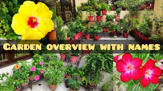 November garden plants view with plants names मेरी बगिया के पौधों के नाम common house plants names [upl. by Yalhsa931]