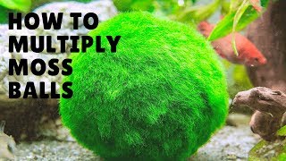 HOW TO MULTIPLYREPRODUCE MARIMO MOSS BALLS [upl. by Freeman]