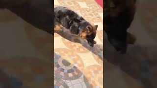 The German shepherd dog attitude problemRemote control doggermanshepherd dog dogloverpets [upl. by Araed]