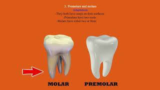 Heterodont dentition [upl. by Armbrecht248]