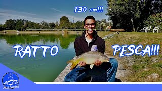 Come pescare le carpe con una canna da 13m Rattopesca in carpodromo [upl. by Akinnor]