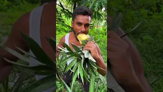 taking mouthwatering ripe pineapple from tree🌴🌴🌴 [upl. by Rollins]