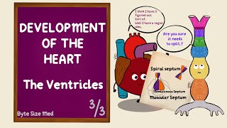 Development of the Ventricles  Spiral Septum  Development of the Heart  Part 33  Embryology [upl. by Ettenel]