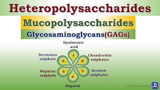 6 Heteropolysaccharides Glycosaminoglycans Carbohydrates Chemistry  Biochemistry [upl. by Myer]