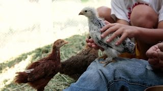 Backyard Chickens 101 [upl. by Heer]