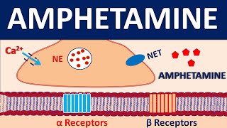 Amphetamine  For treatment of ADHD and Narcolepsy [upl. by Zilef170]